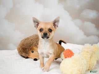 Chihuahua dogs - Ad 16