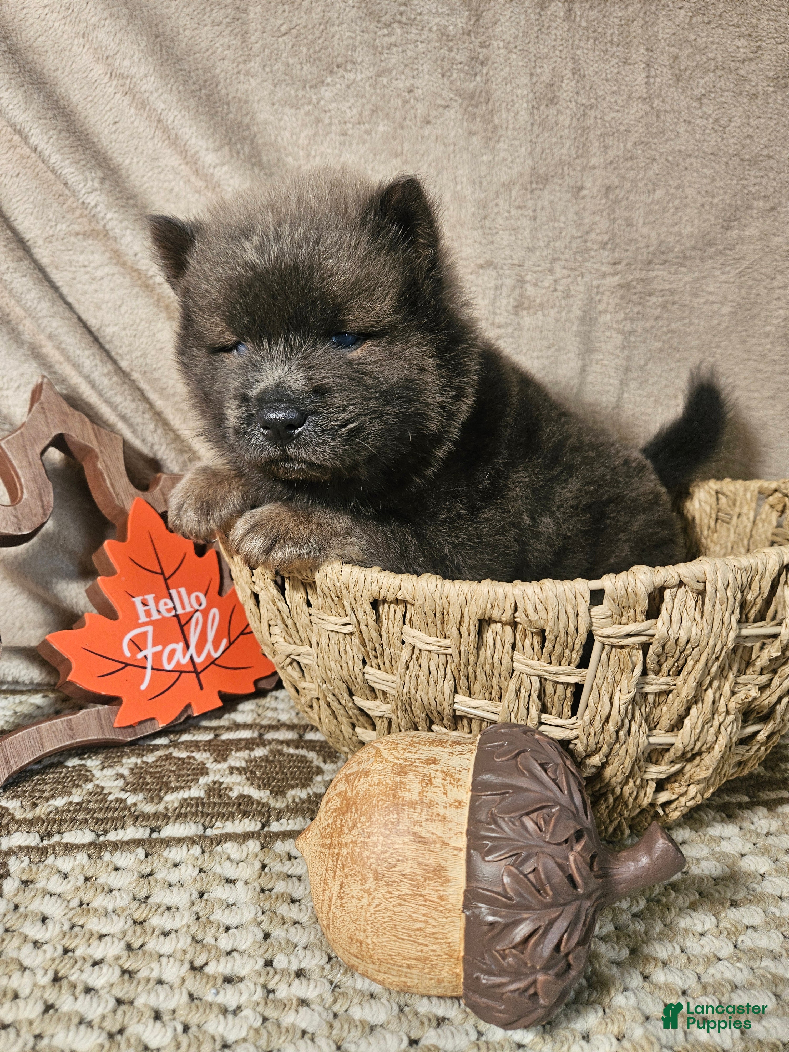 Chow Chow