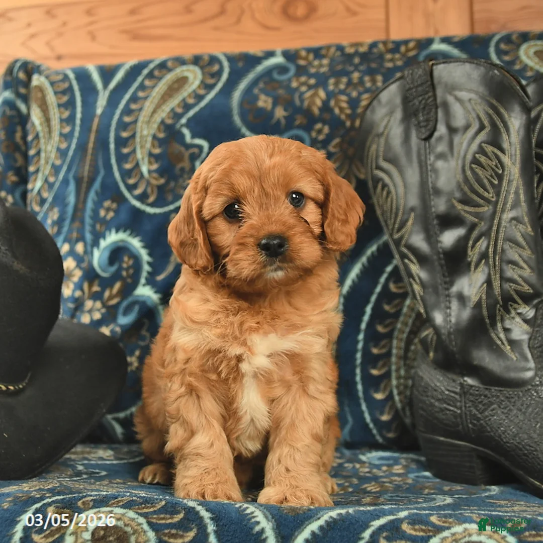 Cavapoo dogs for sale: Tucker  - Ad 5
