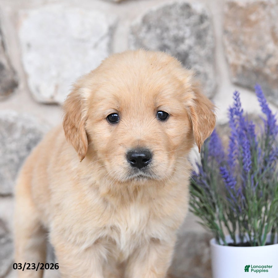 Golden Retriever dogs Champ  - Ad 2