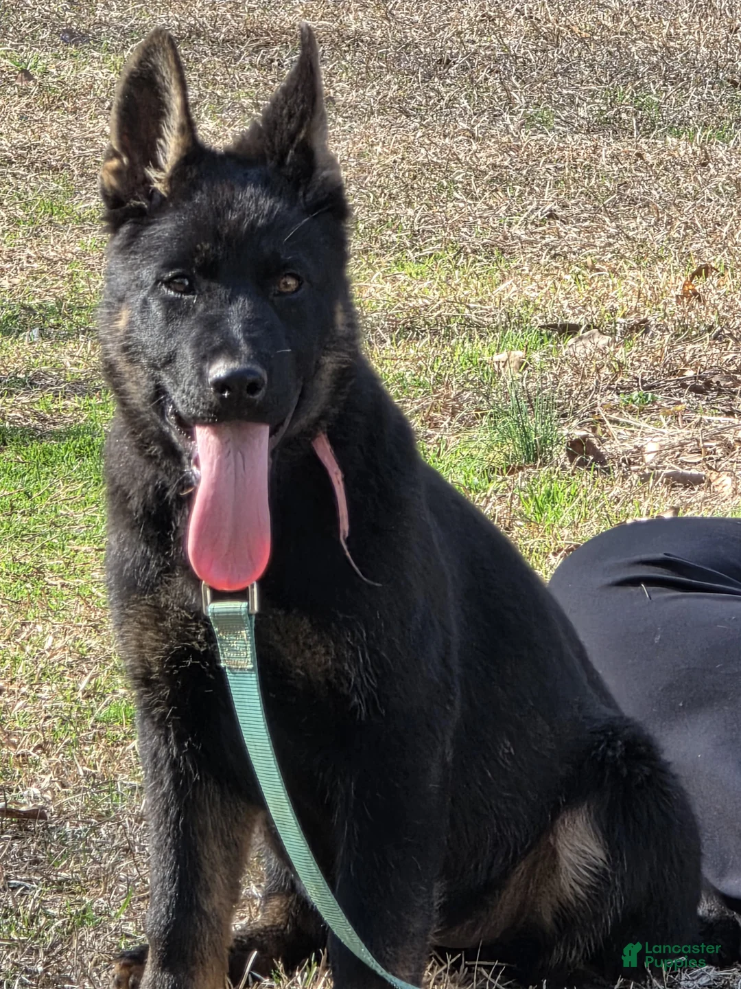 German Shepherd dogs for sale: German Shepherd Puppy 2 - Ad 1