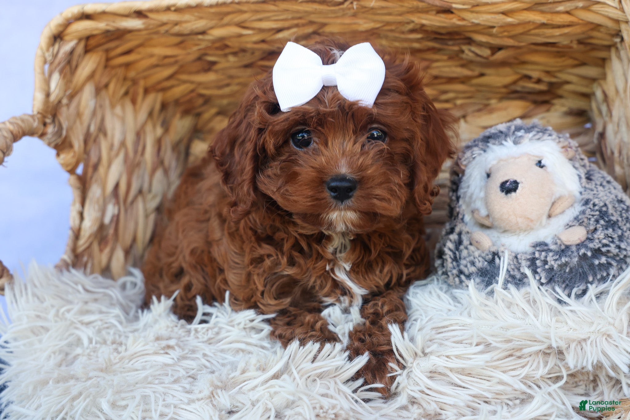Cavapoo dogs for sale: RHODA - Ad 15