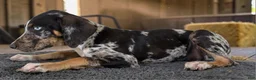 Catahoula Leopard Dog dogs for sale: Gypsie 2026 Male 3 - Ad 16
