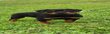 Rottweiler 4