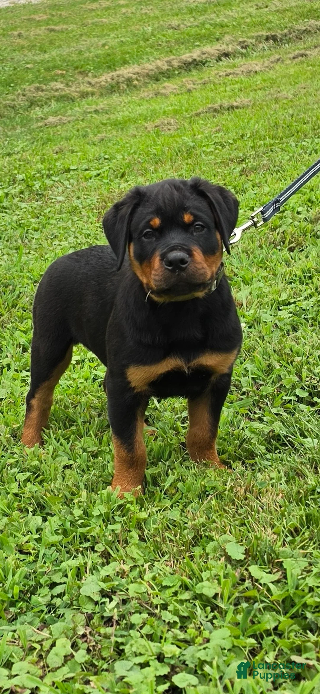 Rottweiler dogs for sale: Rottweiler 4 - Ad 1