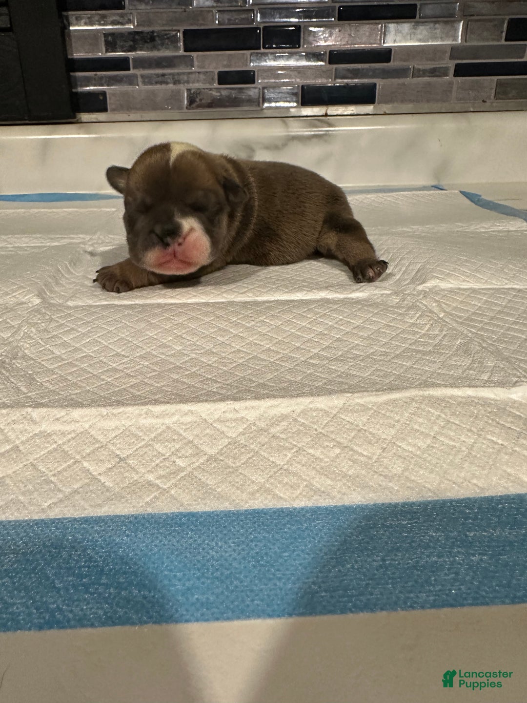 English Bulldog dogs for sale: Blue Fawn Merle Boy  - Ad 39