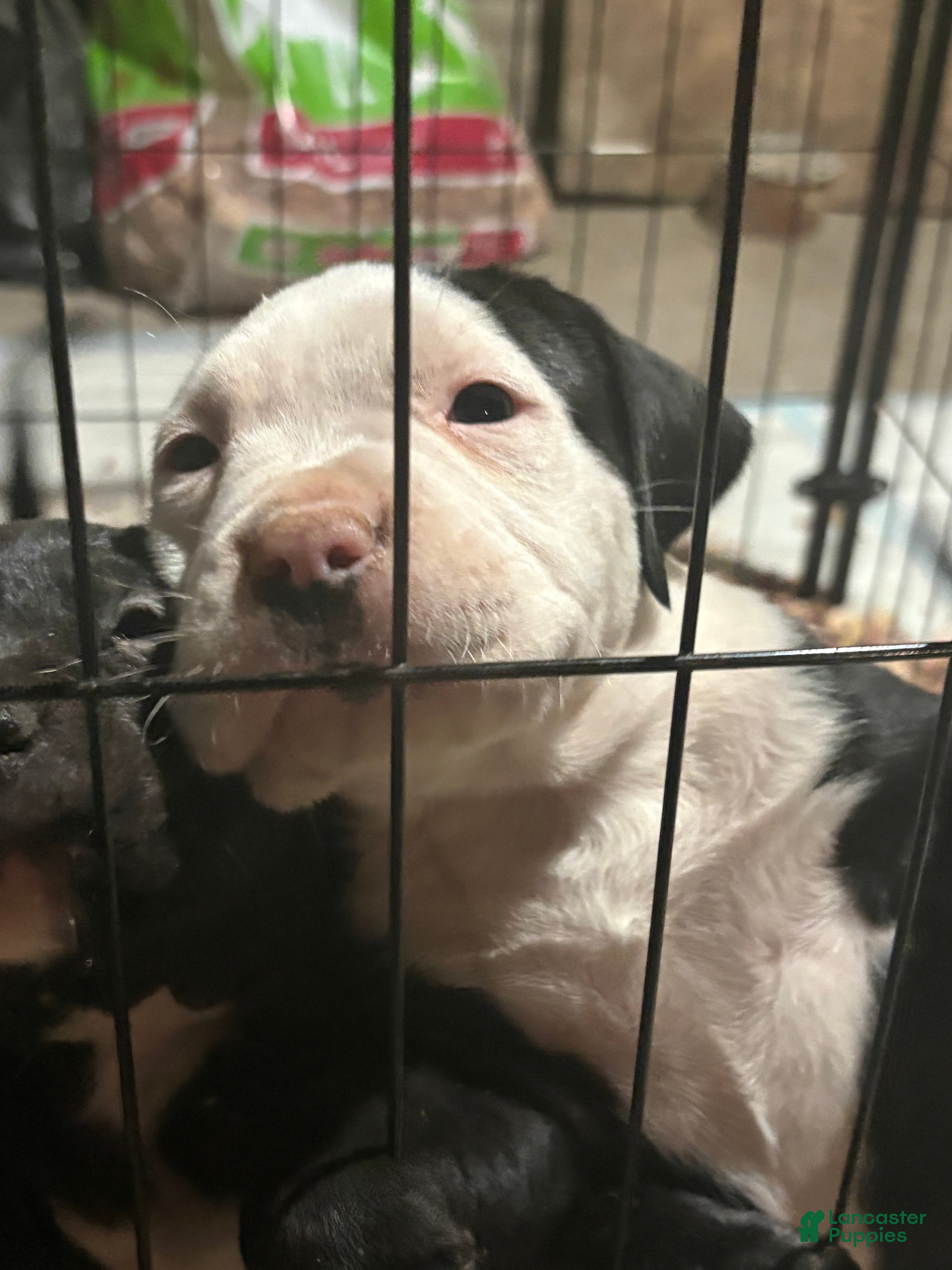 American Pit Bull Terrier dogs Chubbs - Ad 38