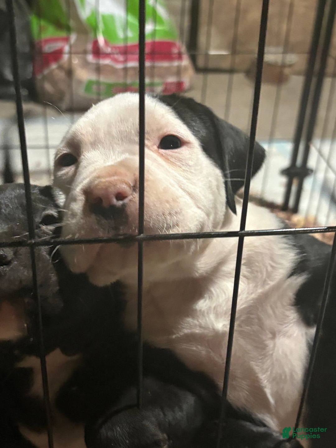 American Pit Bull Terrier dogs for sale: Chubbs - Ad 6