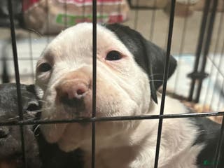 American Pit Bull Terrier dogs Chubbs - Ad 29