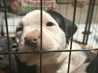 American Pit Bull Terrier dogs Chubbs - Ad 8