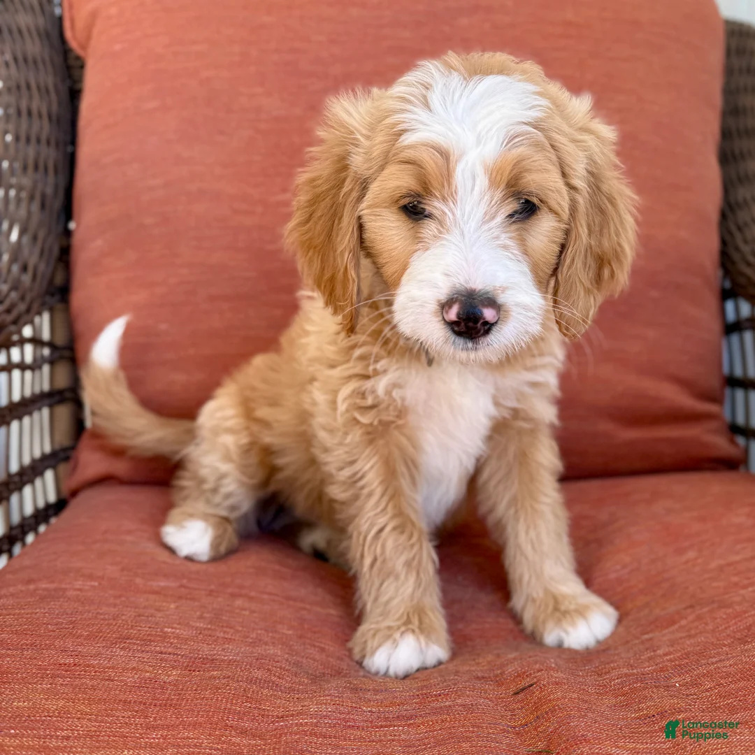 Bernedoodle dogs for sale: Zero - Ad 1