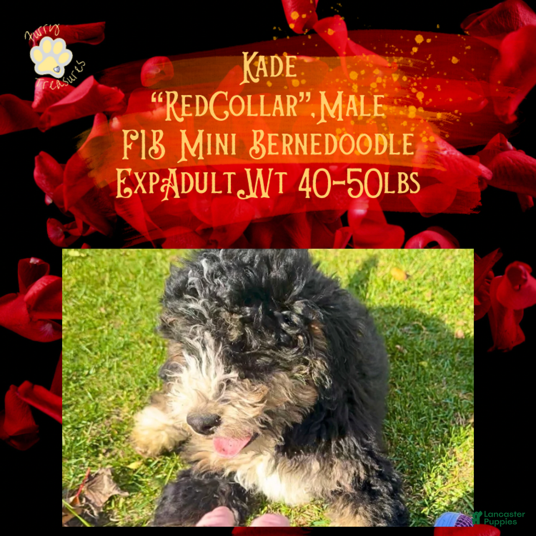 Mini Bernedoodle dogs for sale: Kade “Red Collar” Male - Ad 1