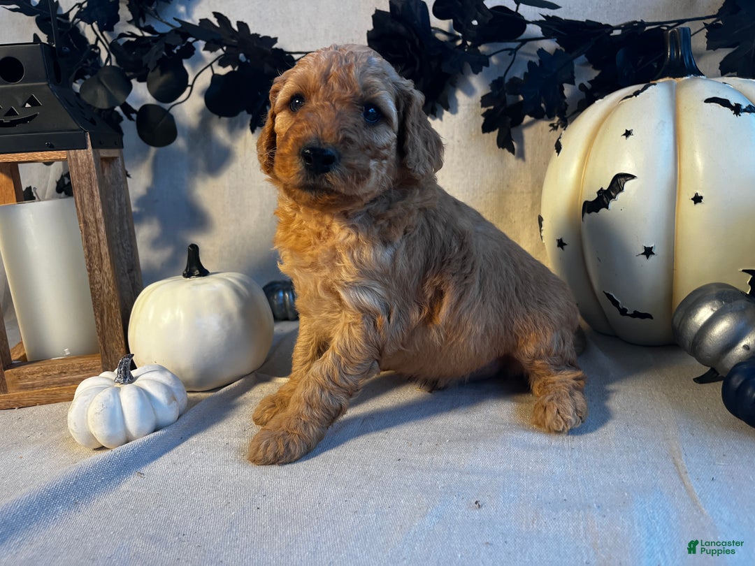 Goldendoodle dogs for sale: Dark Green- Little Dan - Ad 2