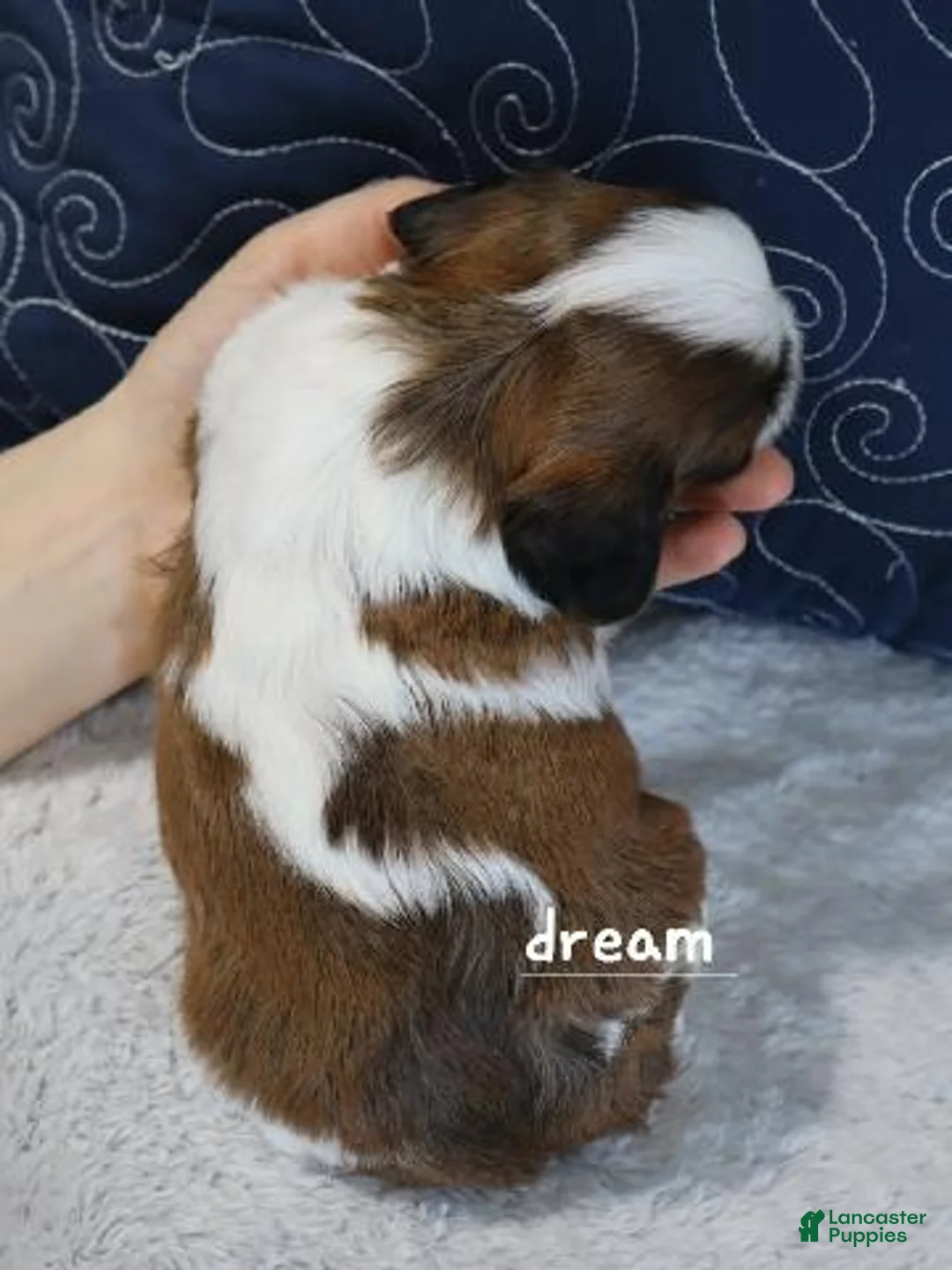 Mixed Breed dogs for sale: Enzo - Ad 6