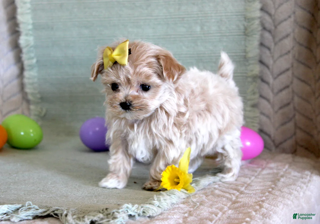 Maltipoo dogs for sale: Daffodil - Ad 2