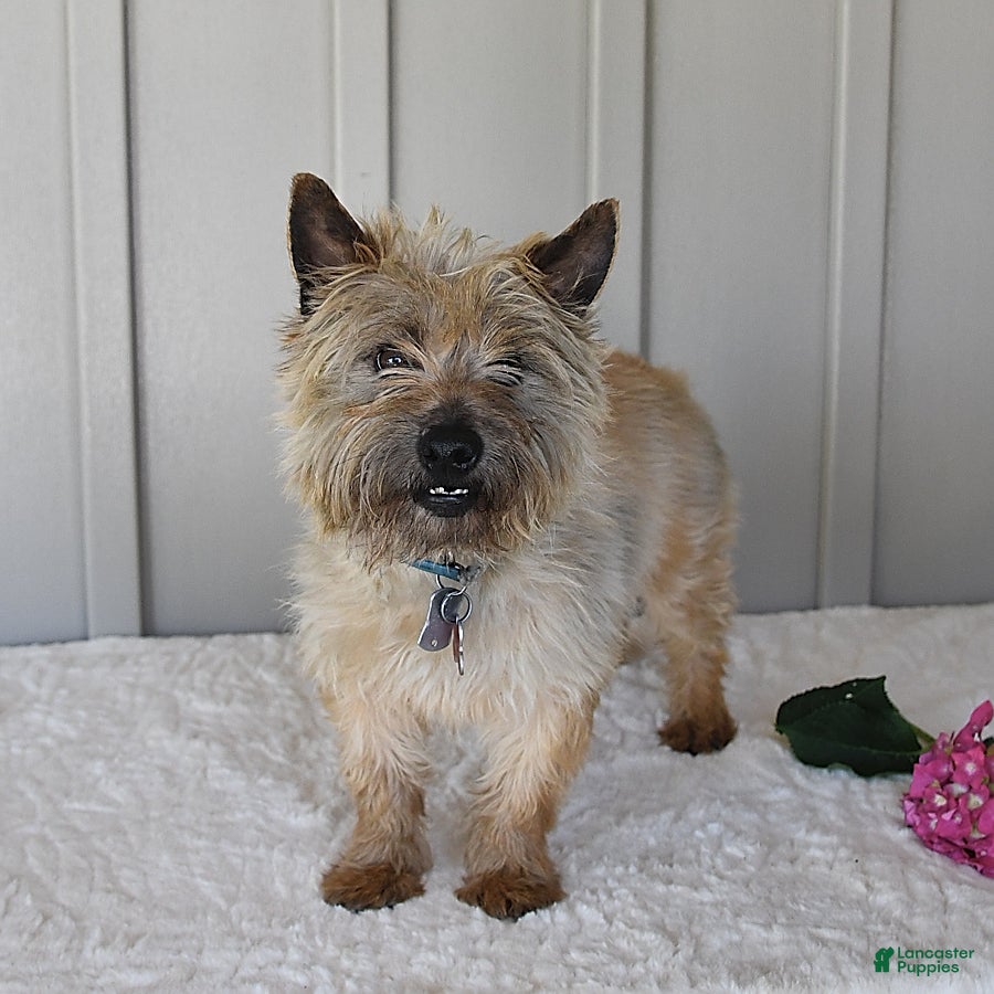 Cairn Terrier dogs for sale: Julliette - Ad 7