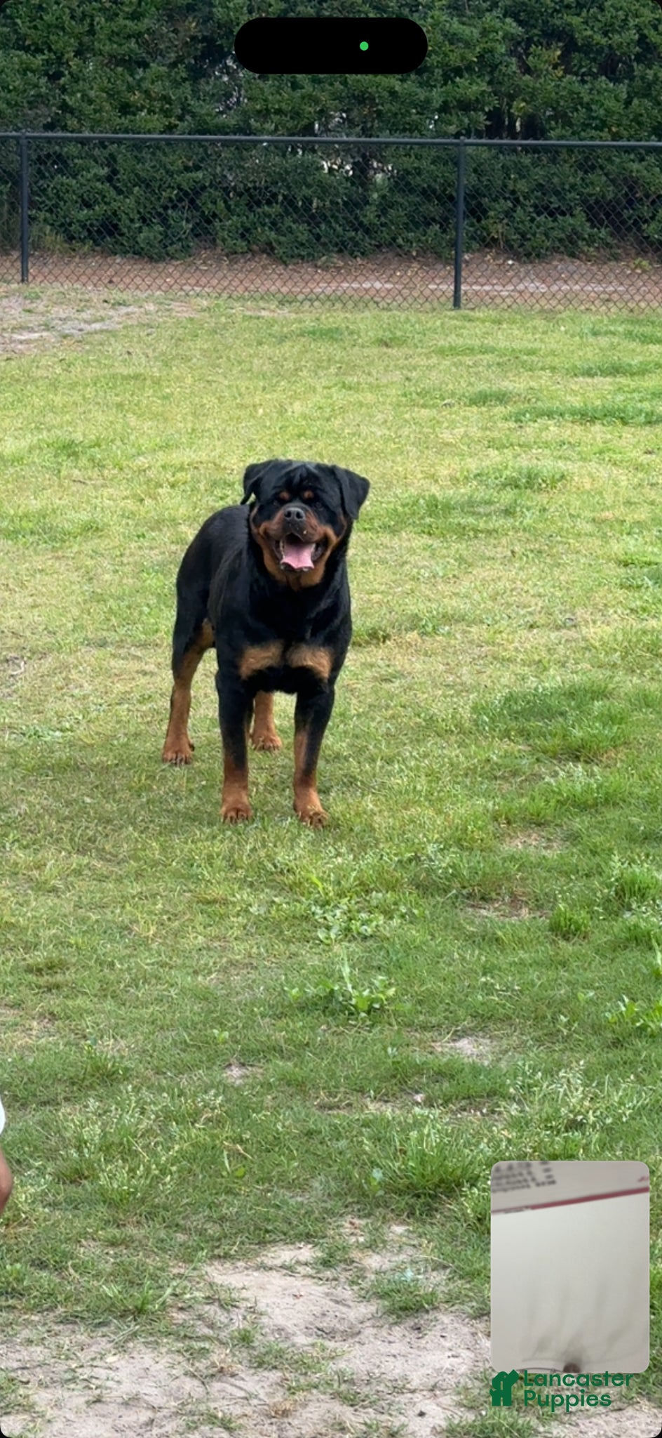 Rottweiler dogs for sale: Rottweiler Puppy 1 - Ad 6