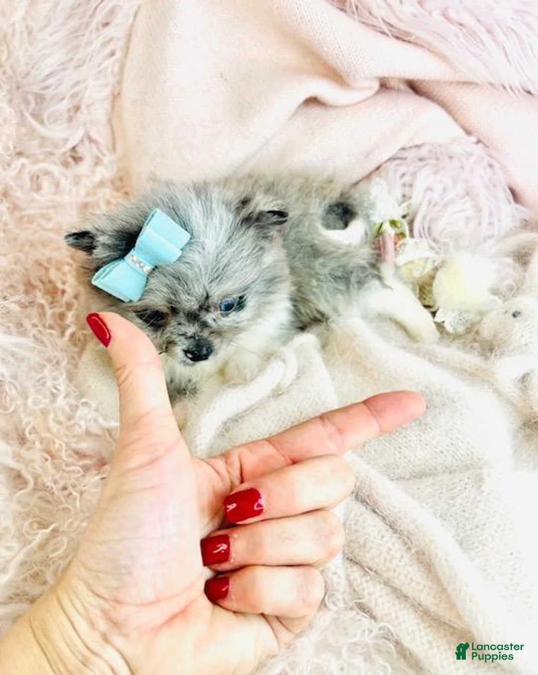 Pomeranian dogs for sale: Pomeranian Puppy 1 - Ad 2