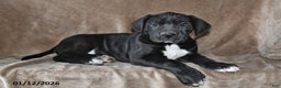 Great Dane dogs for sale: Sugar - Ad 3