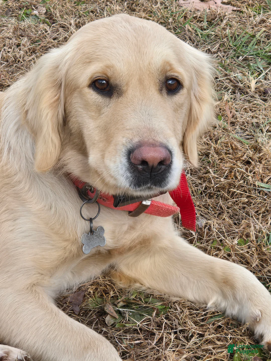 Goldador dogs for sale: Black male # 2 - Ad 2