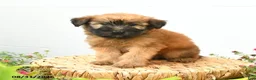 Soft Coated Wheaten Terrier dogs for sale: Chance - Ad 3