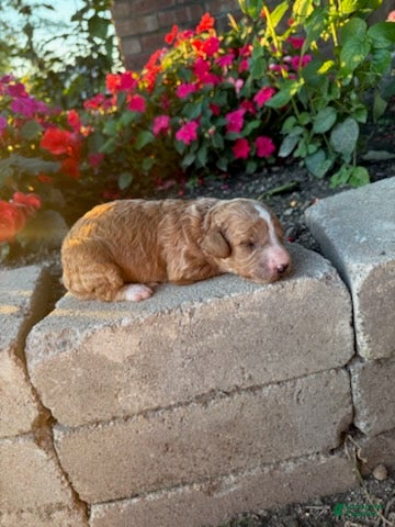 Cavapoo dogs Boy 1 - Ad 1