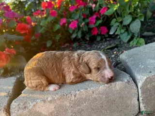 Cavapoo dogs for sale: Boy 1 - Ad 1