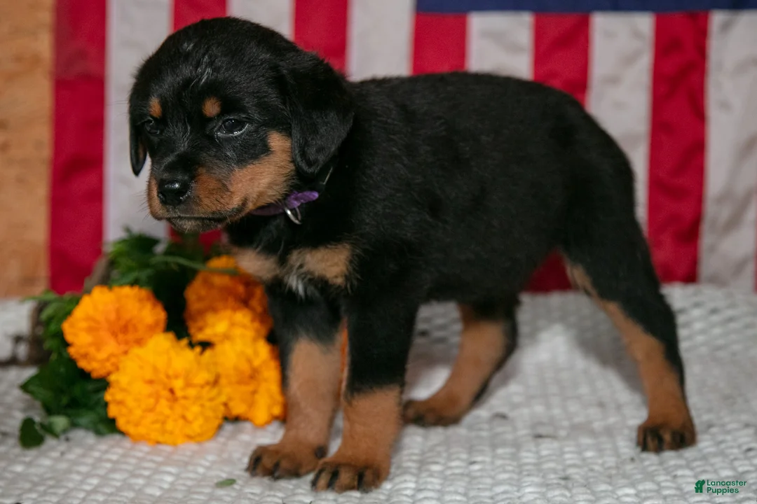Rottweiler dogs for sale: Trudy - Ad 3