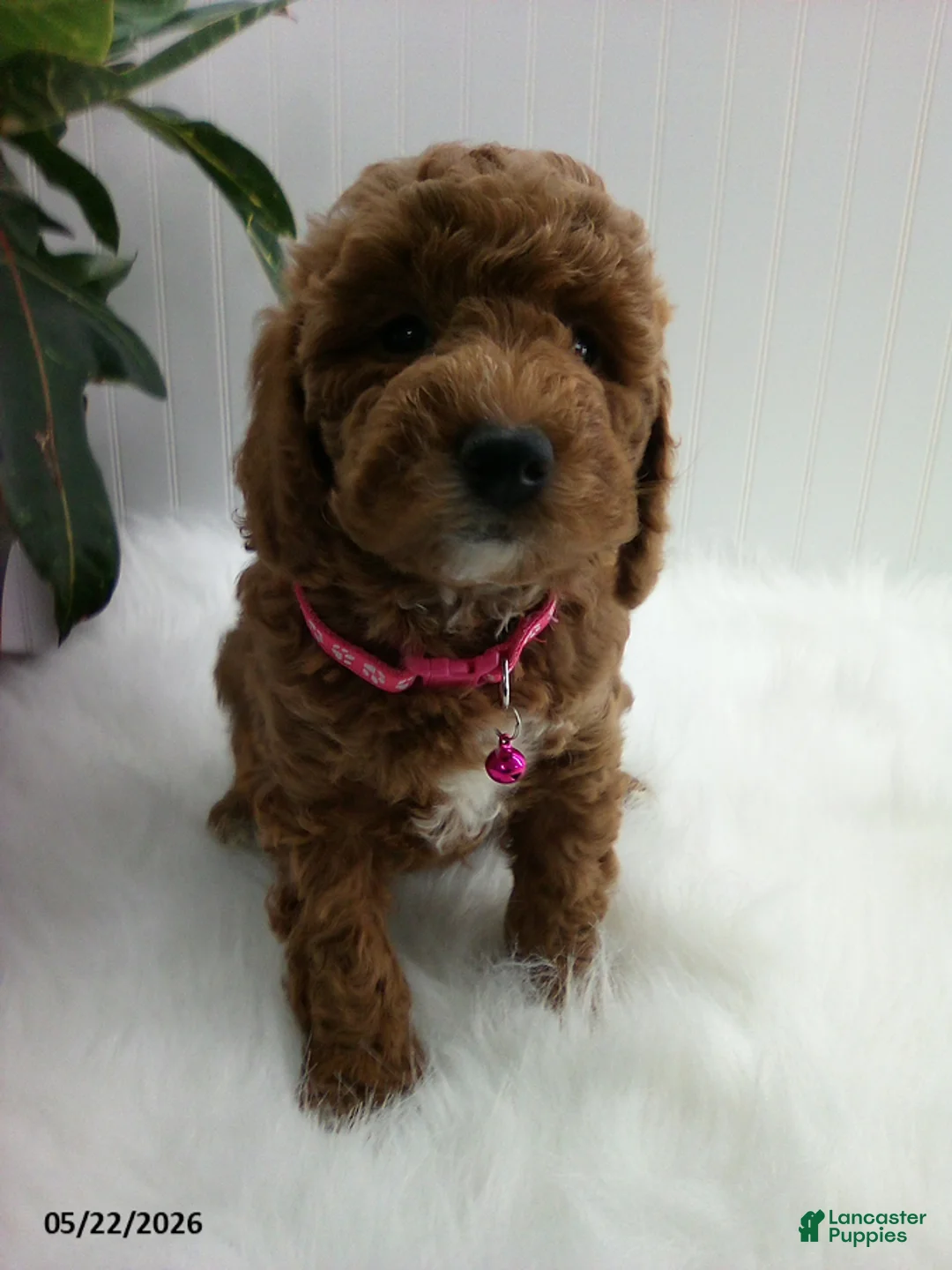 Miniature Poodle dogs for sale: Steph - Ad 3