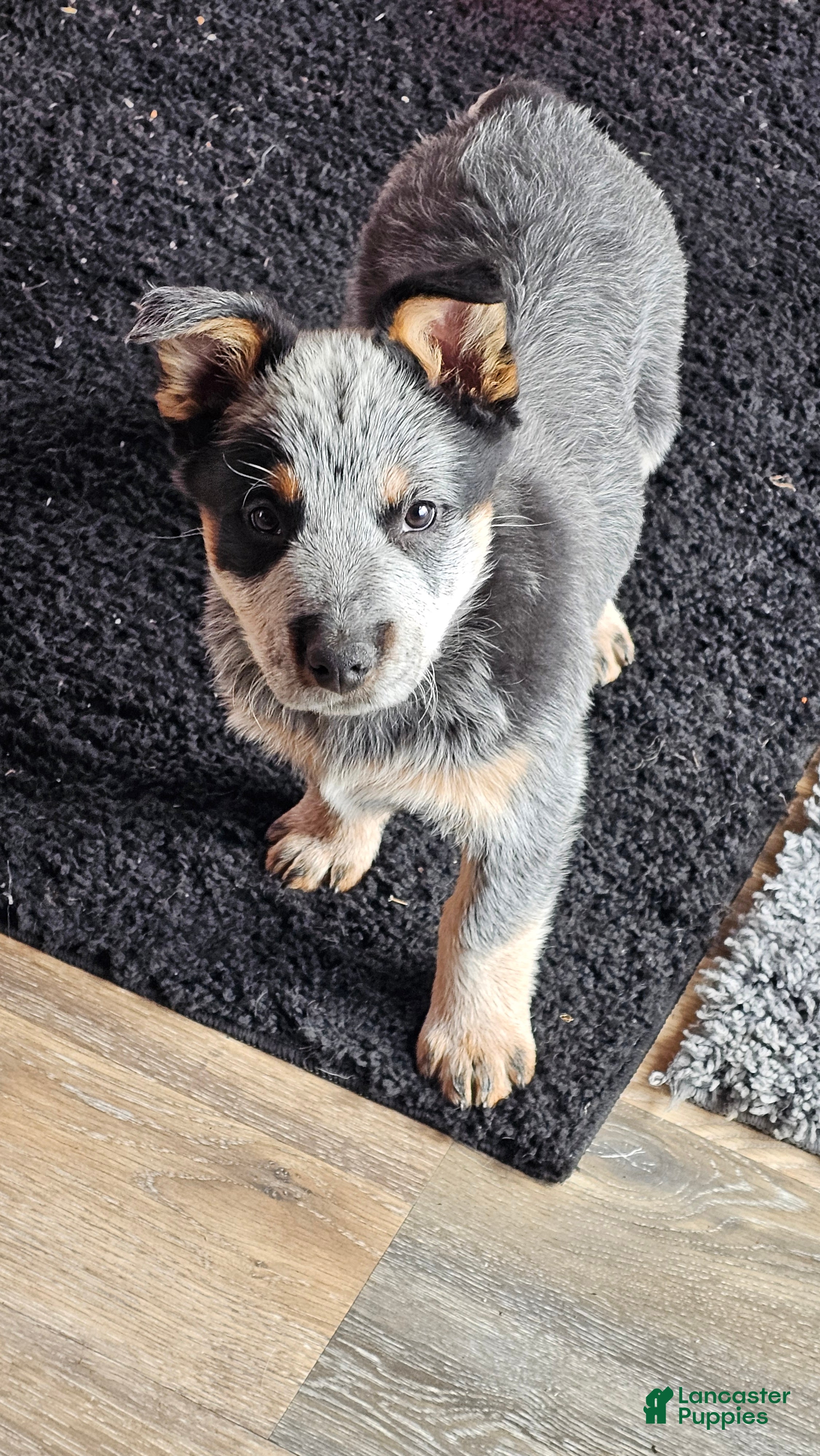 Australian Cattle Dog dogs Jingles - Ad 7