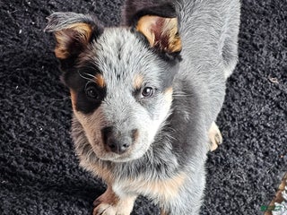 Australian Cattle Dog dogs Jingles - Ad 1