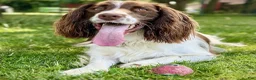 English Springer Spaniel dogs for sale: English Springer Spaniel Puppy 1 Male - Ad 3