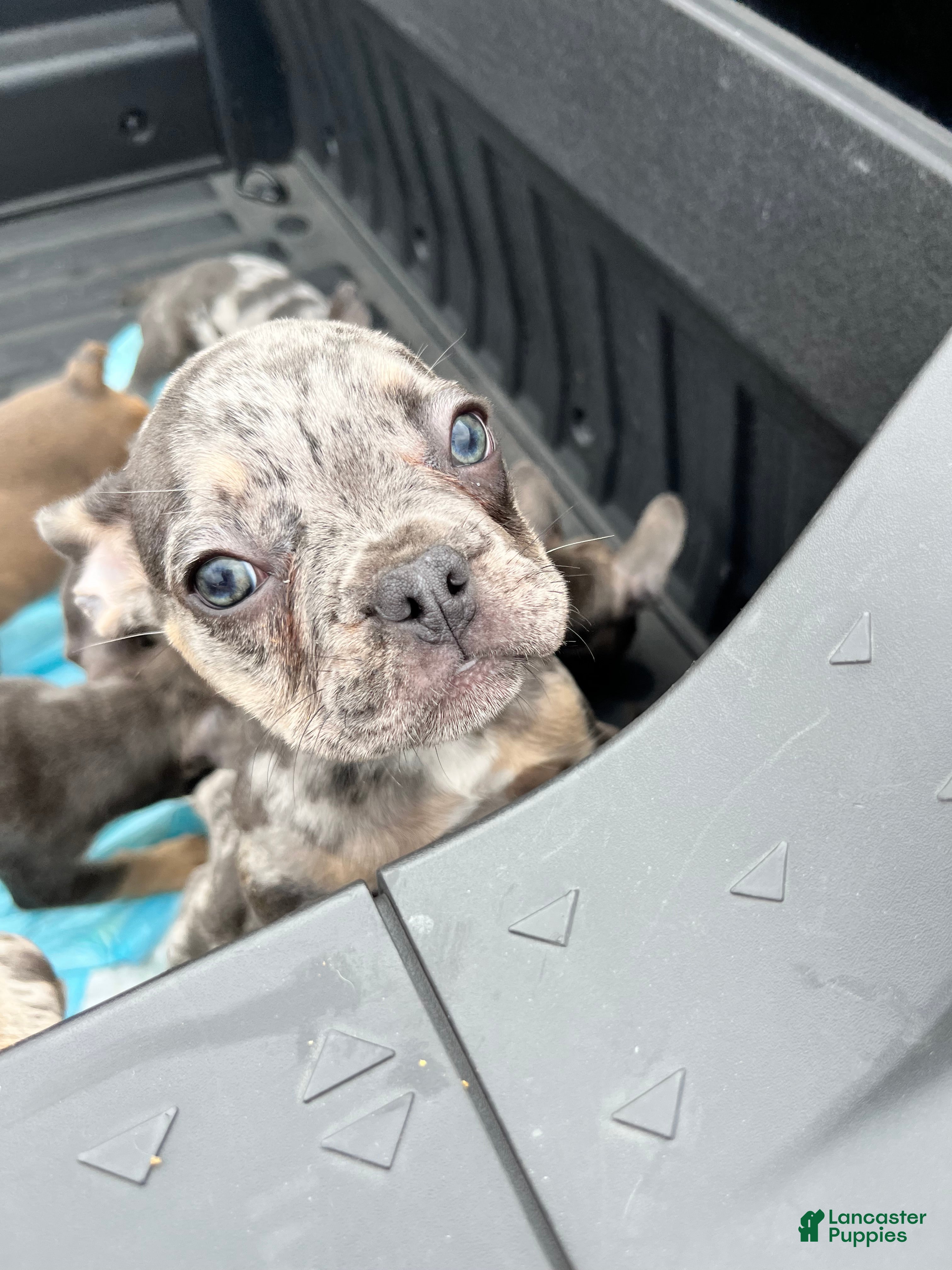 French Bulldog dogs for sale: French Bulldog Puppy 6 - Ad 3