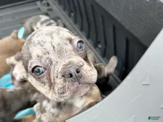 French Bulldog dogs for sale: French Bulldog Puppy 6 - Ad 3