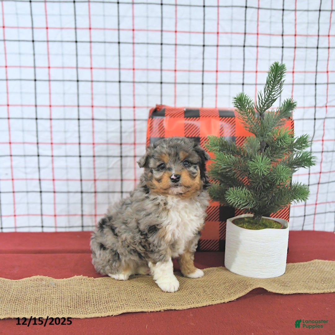 Mini Aussiedoodle dogs for sale: Angel EXTRA SMALL - Ad 2