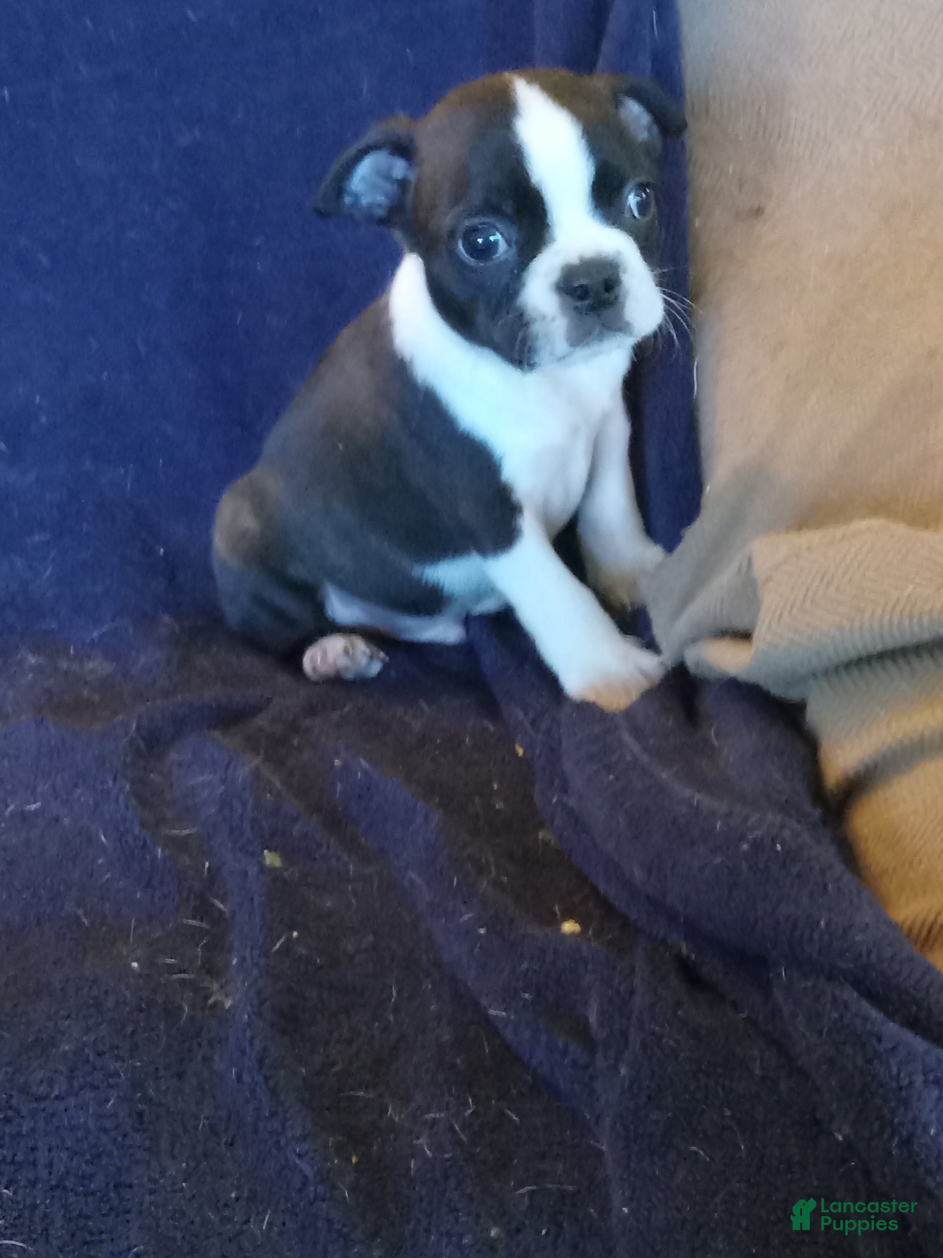 Boston Terrier dogs for sale: g-4 - Ad 3