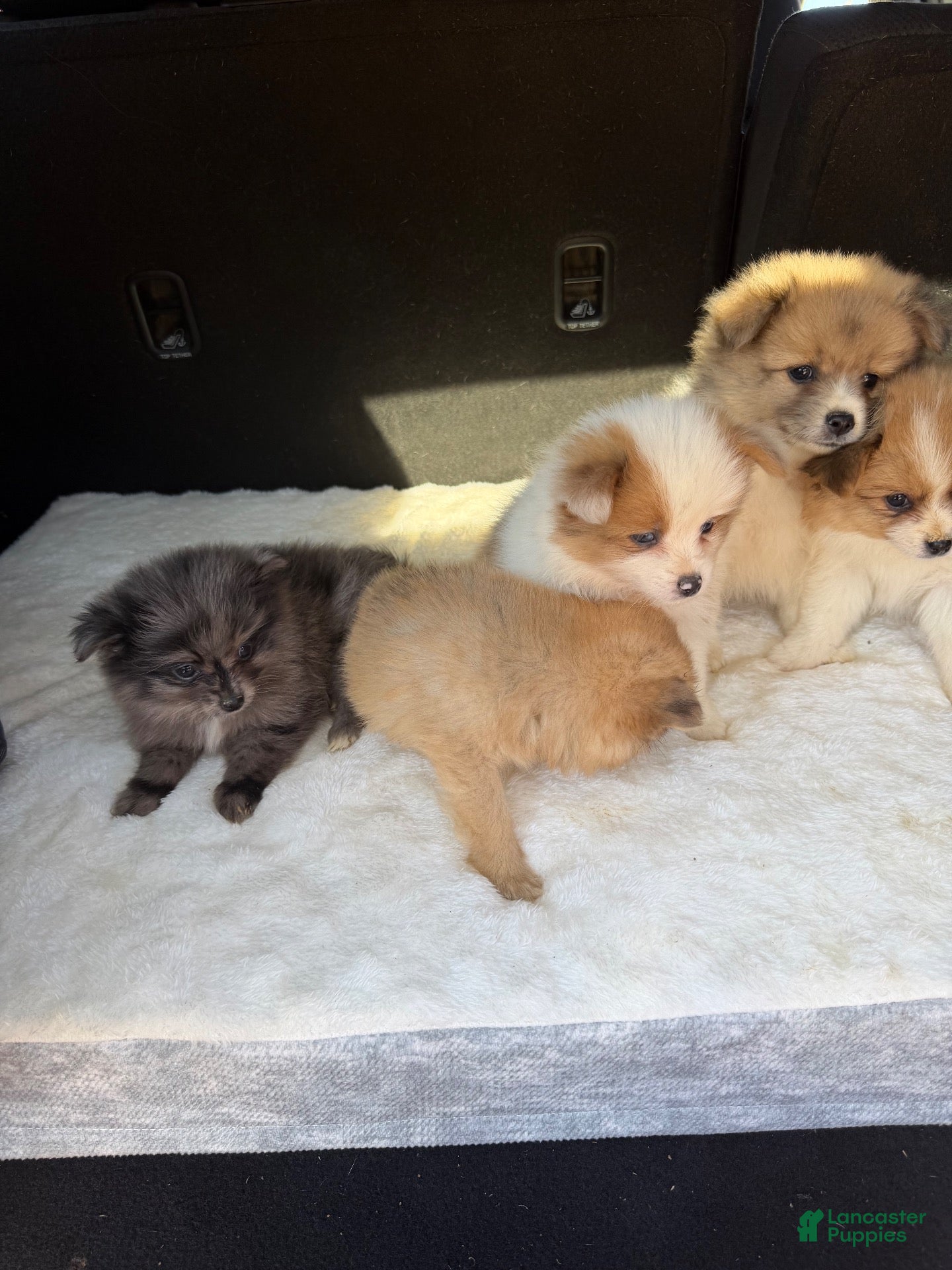 Pomeranian dogs Landon  - Ad 2