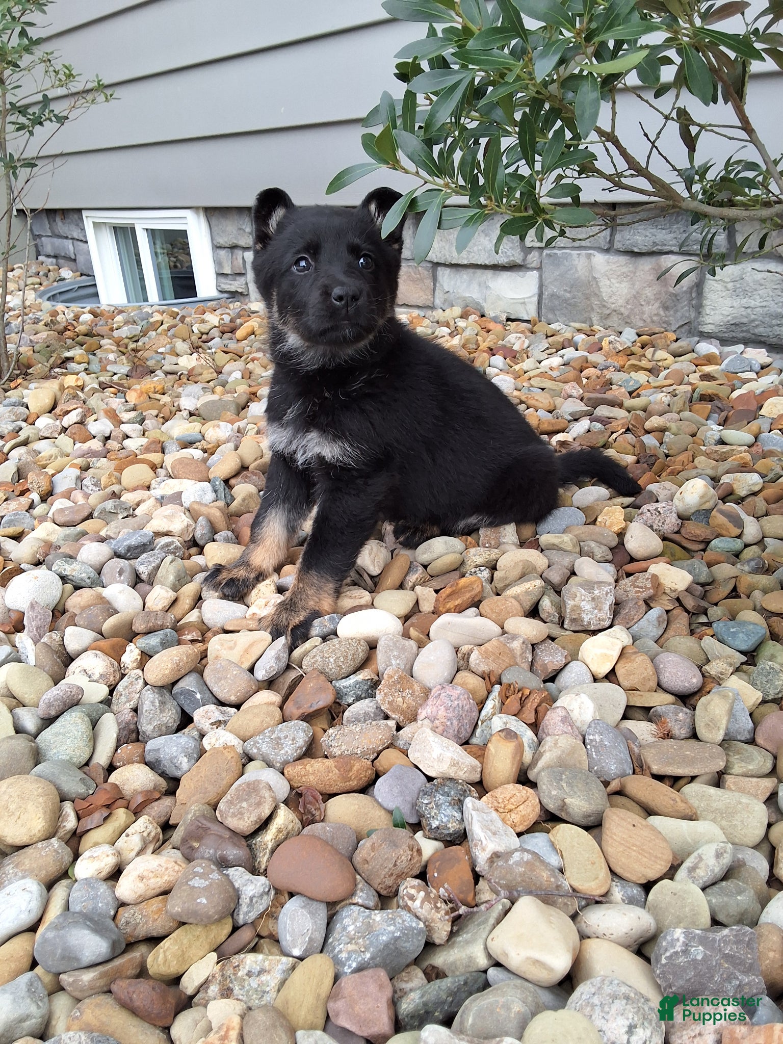 German Shepherd dogs for sale: Macie - Ad 1
