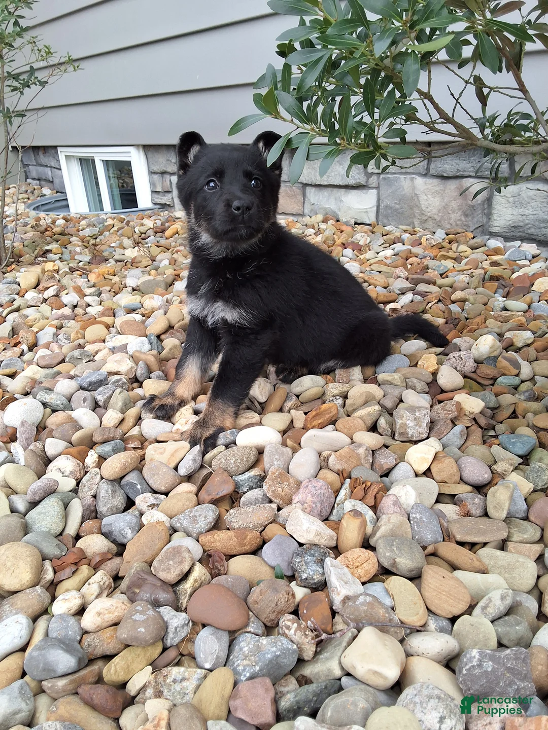 German Shepherd dogs for sale: Macie - Ad 1