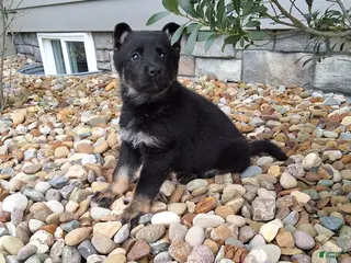 German Shepherd dogs Macie - Ad 6