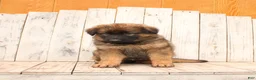 German Shepherd dogs for sale: Larry - Ad 2