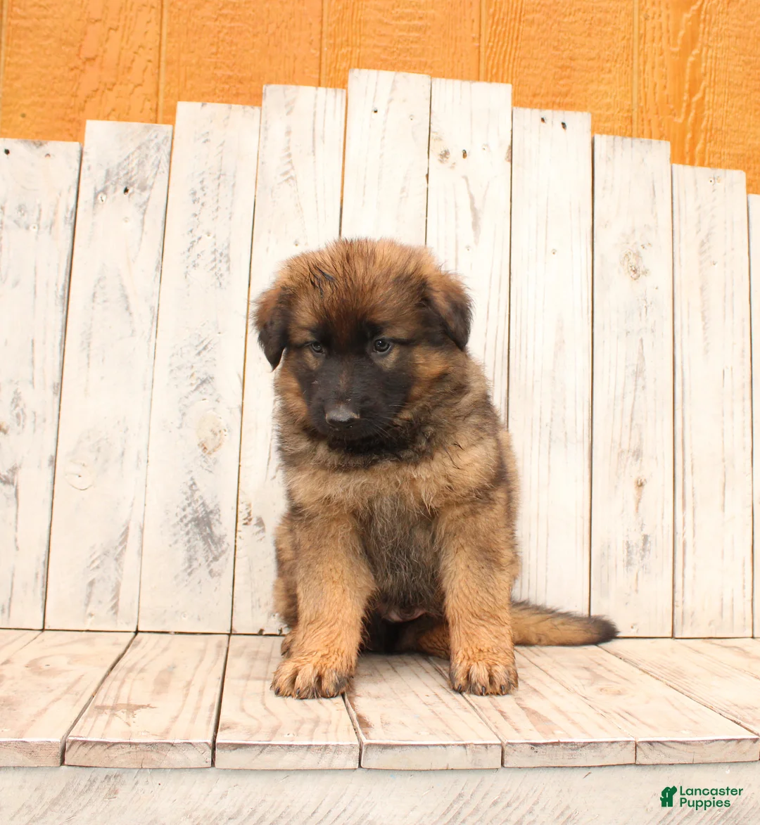 German Shepherd dogs for sale: Larry - Ad 2