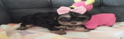 Yorkiepoo dogs for sale: Violet - Ad 1