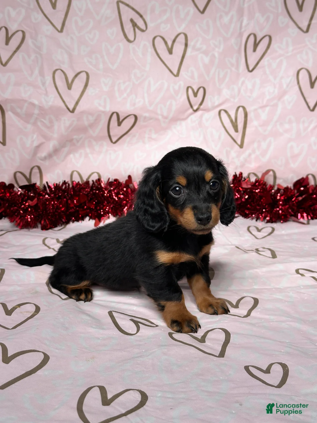Miniature Dachshund dogs for sale: Emily - Ad 3