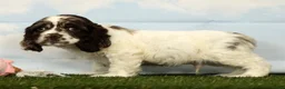 Cocker Spaniel dogs for sale: Hayden - Ad 3