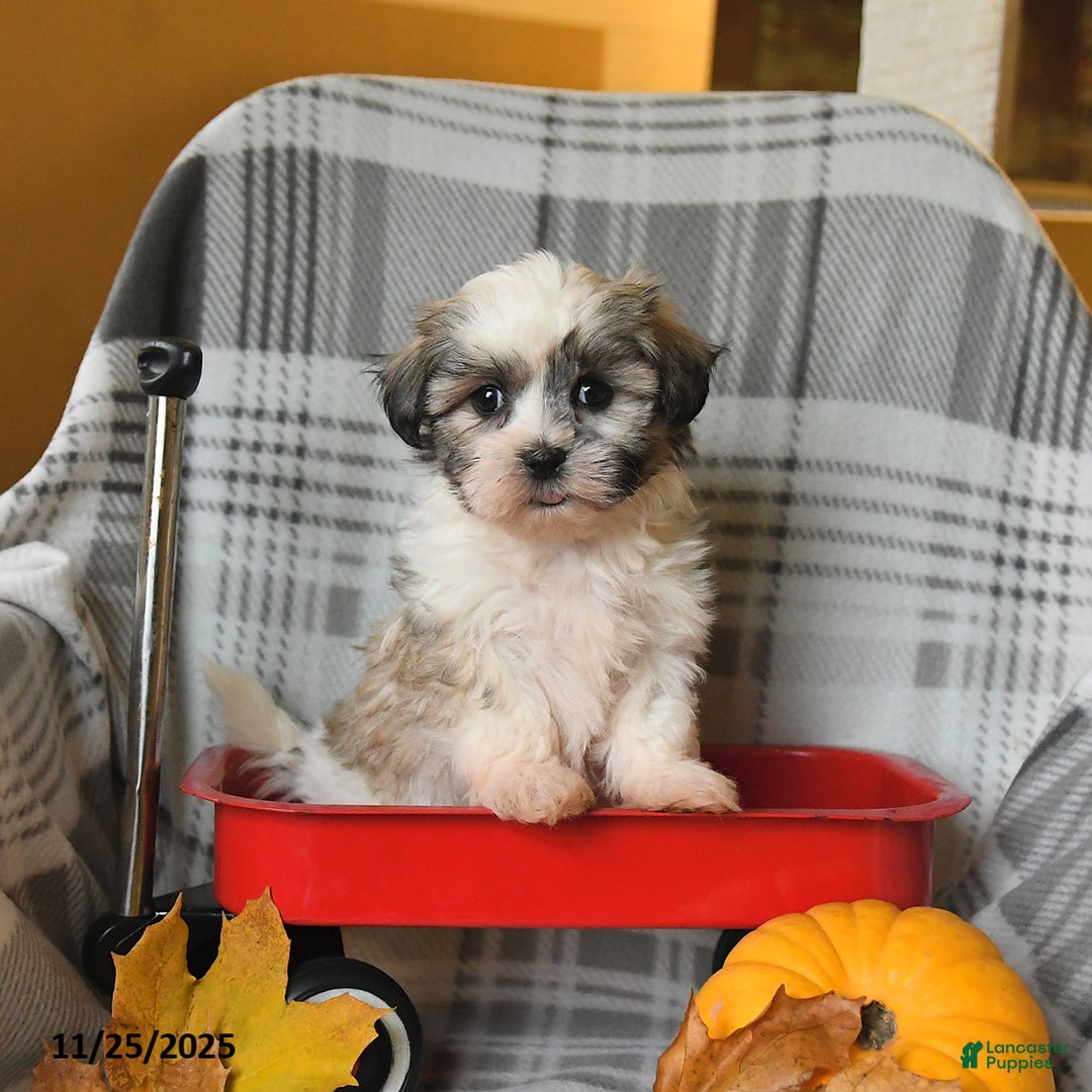 Malshi dogs for sale: Romeo - Ad 2