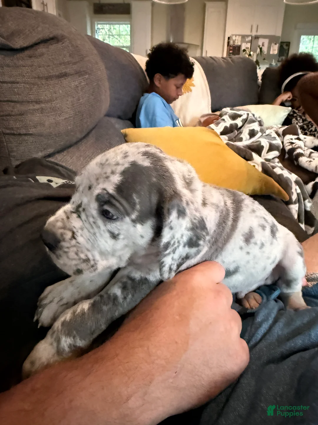 Great Dane dogs for sale: Jon Bon Jovi - Black collar - Ad 2