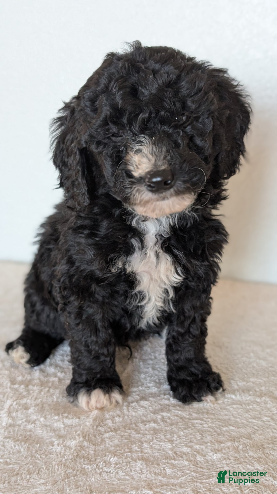 Mini Bernedoodle dogs for sale: Victor - Ad 8