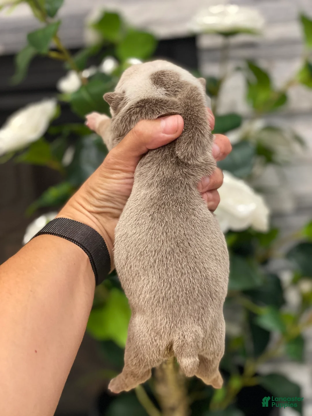 English Bulldog dogs for sale: Snow Heart - Ad 2