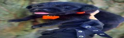 Labrador Retriever dogs for sale: Labrador Retriever 1 - Ad 4